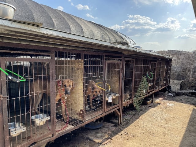 동물보호단체들, 용인 식용견 농장 및 도살장서 50여 마리 개 구조됐다.